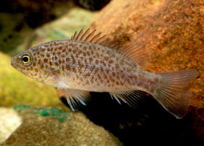 Juvenile Spangled Perch | Coburg Aquarium