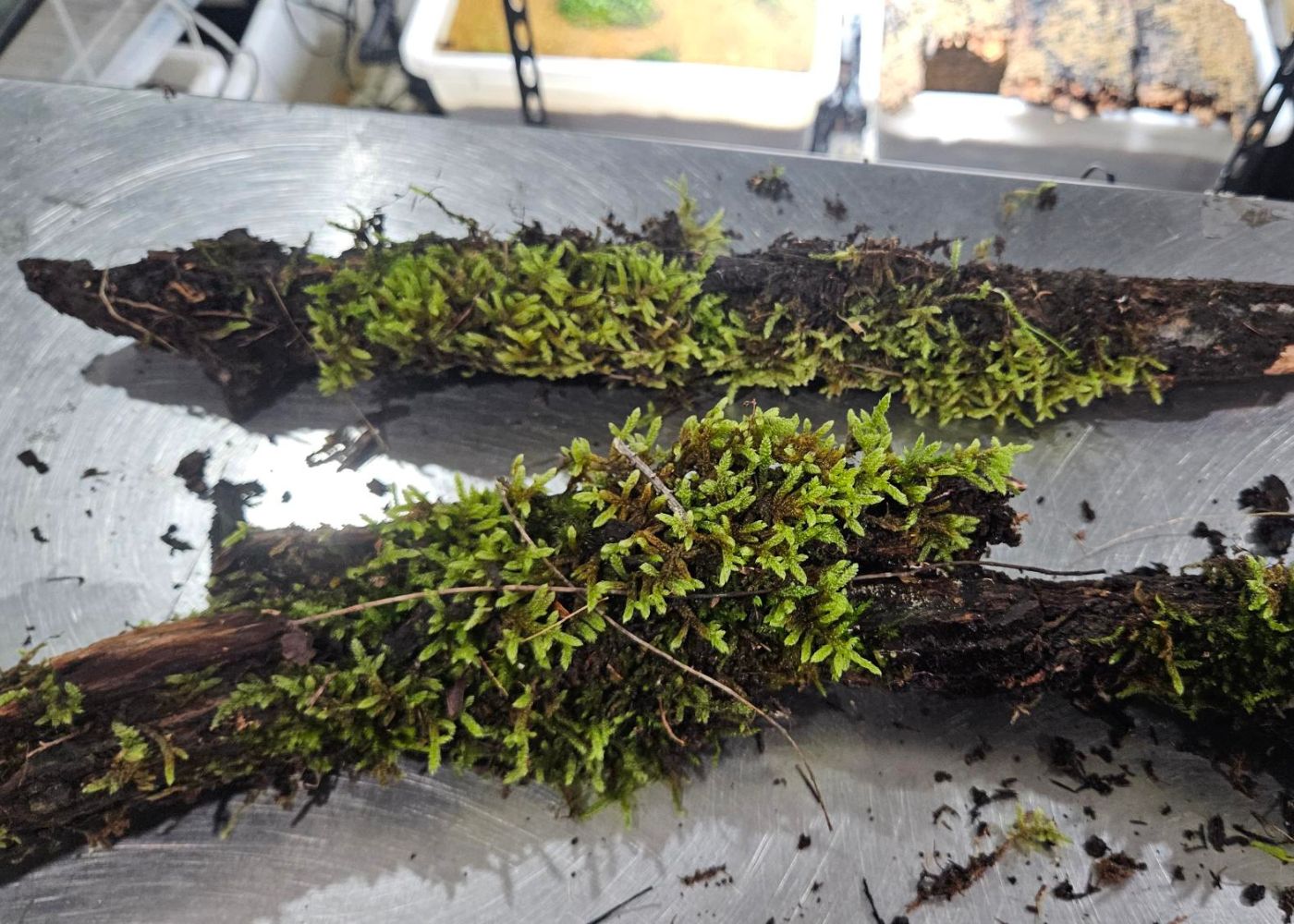 Shop live moss on natural driftwood delivered to your door. Perfect for tropical terrariums, vivariums, and bioactive reptile & amphibian habitats.