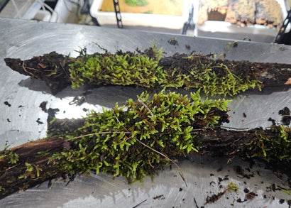 Shop live moss on natural driftwood delivered to your door. Perfect for tropical terrariums, vivariums, and bioactive reptile & amphibian habitats.