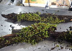 Shop live moss on natural driftwood delivered to your door. Perfect for tropical terrariums, vivariums, and bioactive reptile & amphibian habitats.