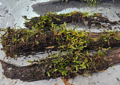 Shop live moss on natural driftwood delivered to your door. Perfect for tropical terrariums, vivariums, and bioactive reptile & amphibian habitats.