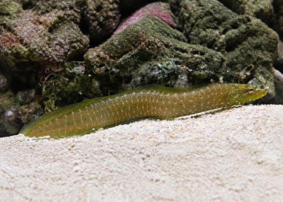 Wolf Blenny | Buy marine aquarium fish | Coburg Aquarium
