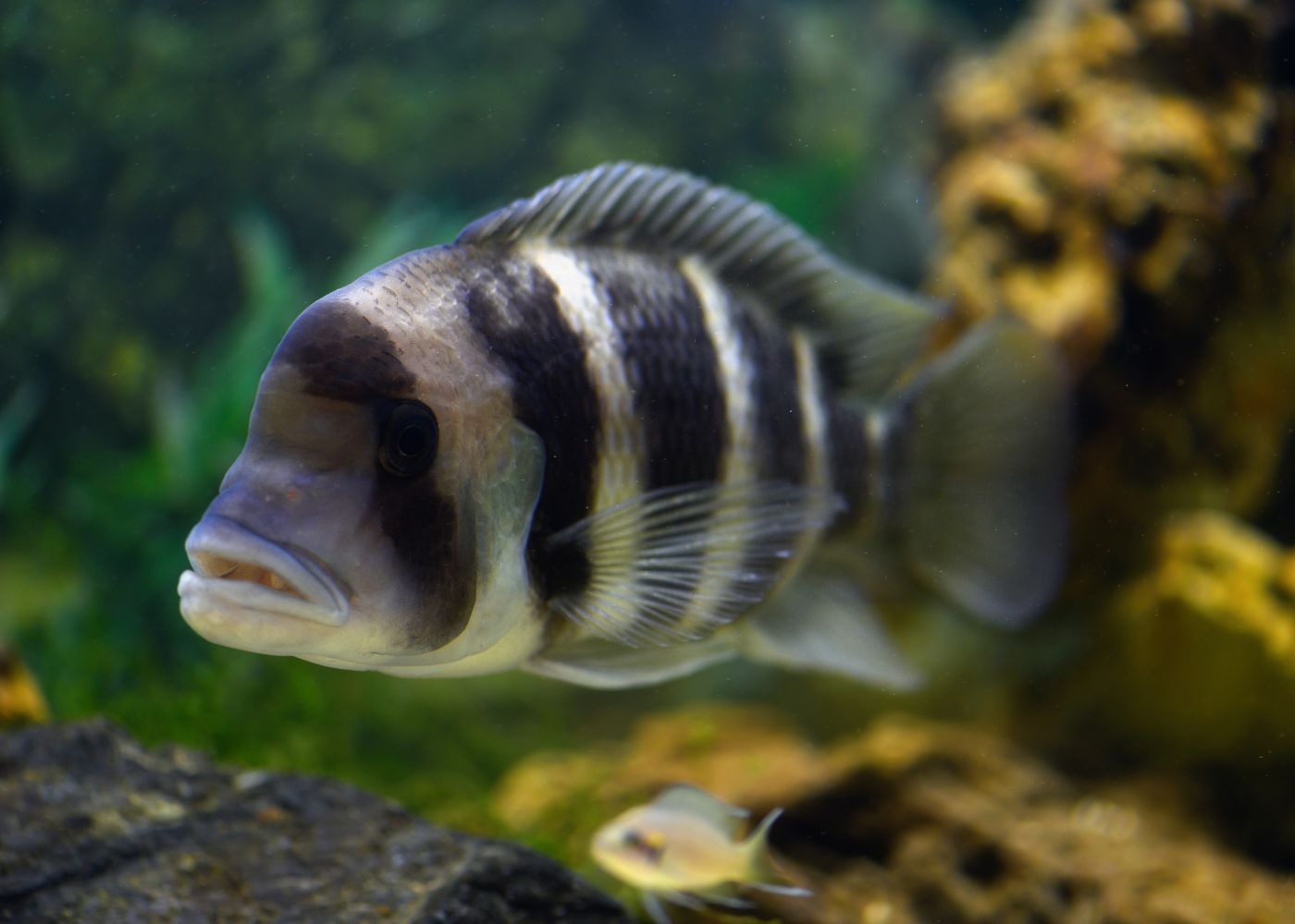 Cyphotilapia Frontosa Cichlid | Buy African Cichlids Online | COburg Aquarium