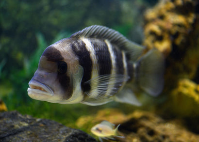 Cyphotilapia Frontosa Cichlid | Buy African Cichlids Online | COburg Aquarium