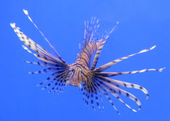 Pterois volitans Lionfish | Marine fish for sale online | Coburg Aquarium
