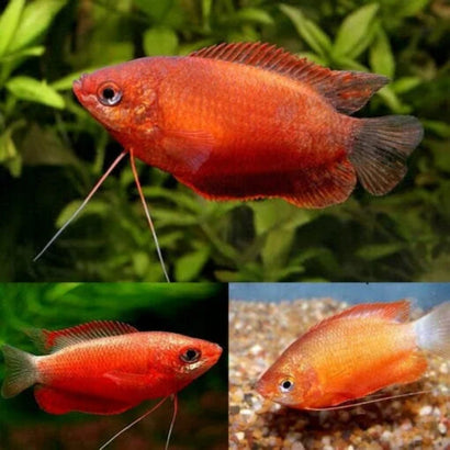 Honey Gourami - Red