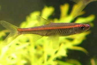 Red Stripe Rasbora - Rasbora Sarawakensis