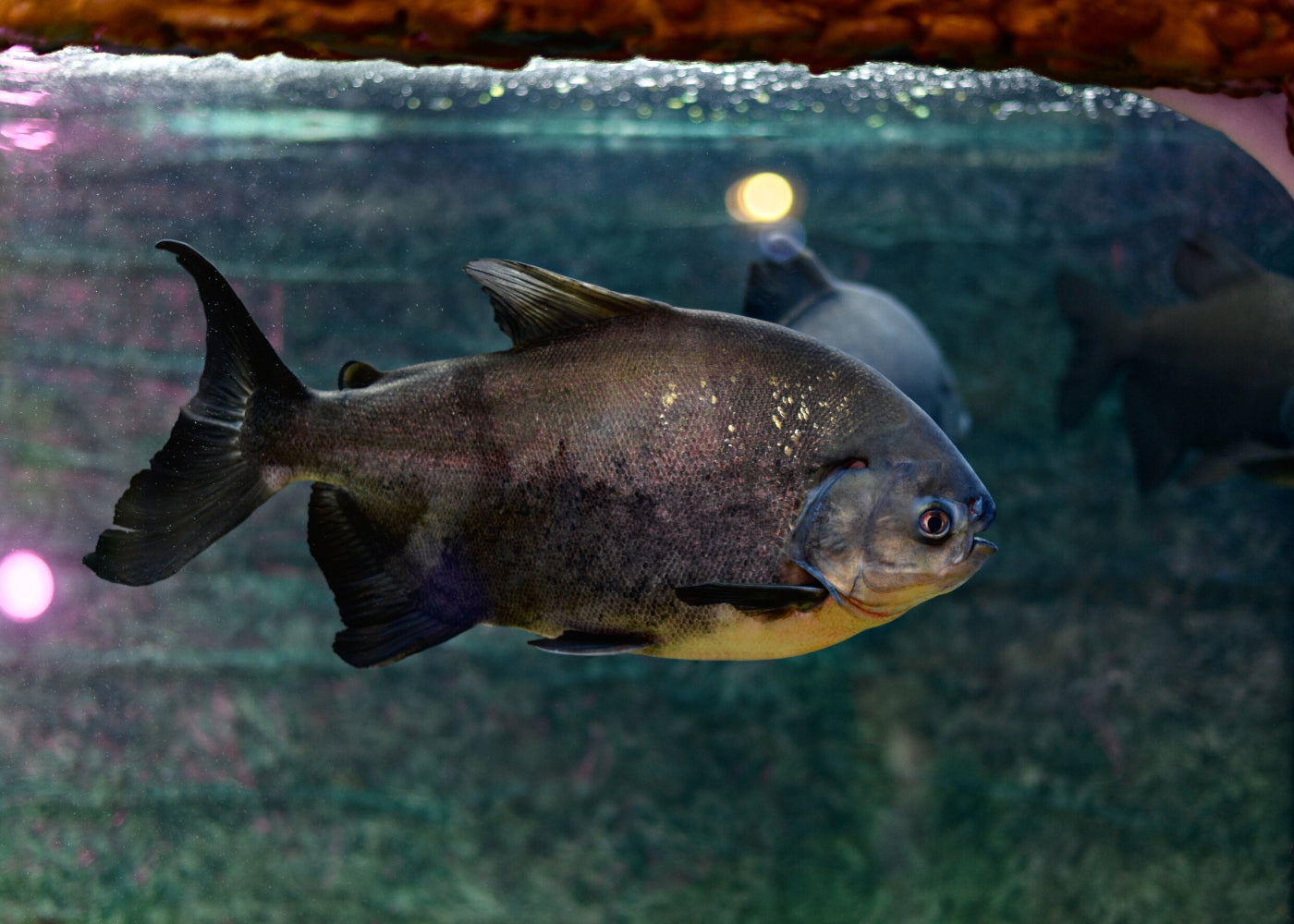 Red Belly Pacu Fish What Is Better Than Catching One Giant Pacu?