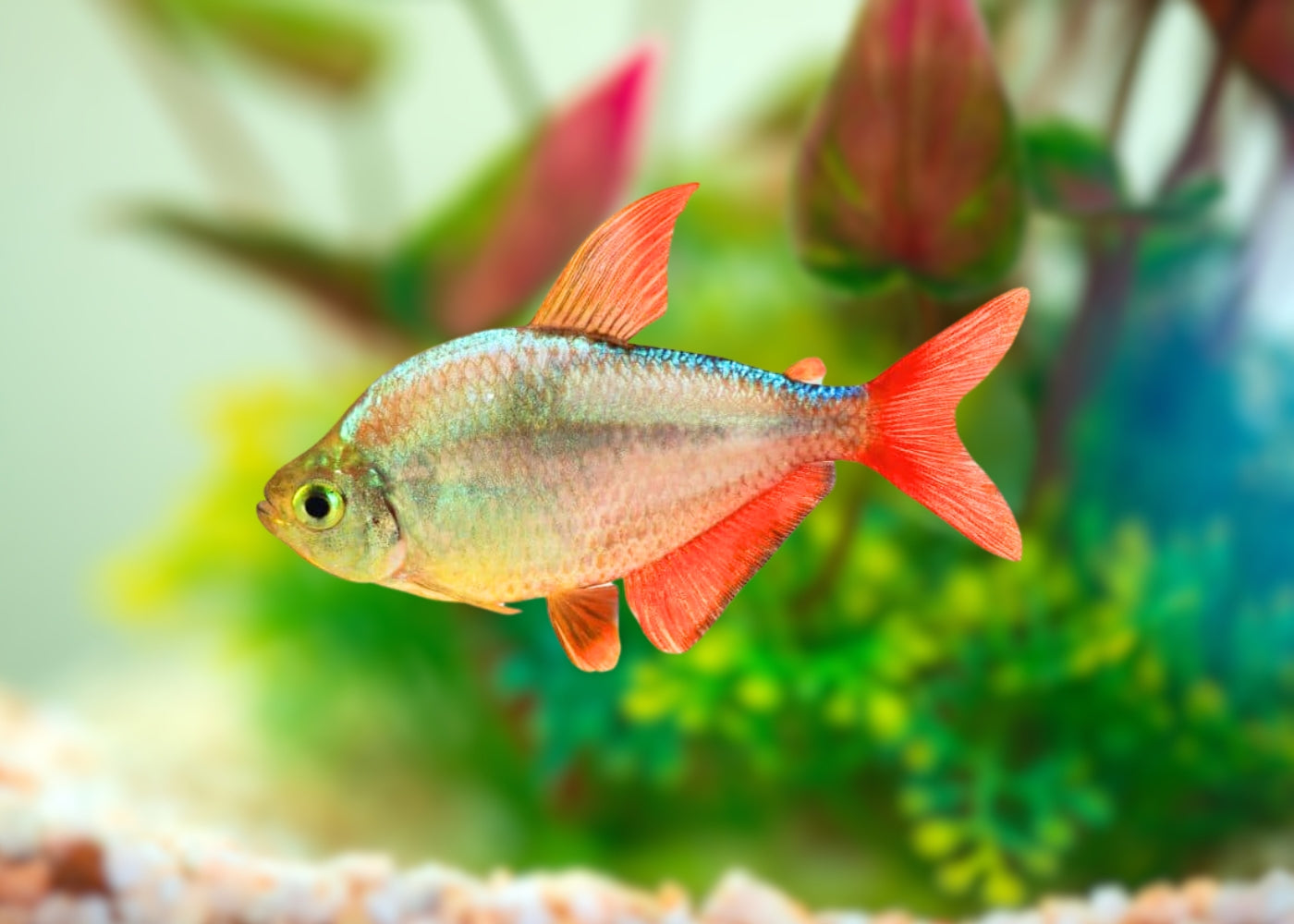 Red Freshwater Aquarium Fish