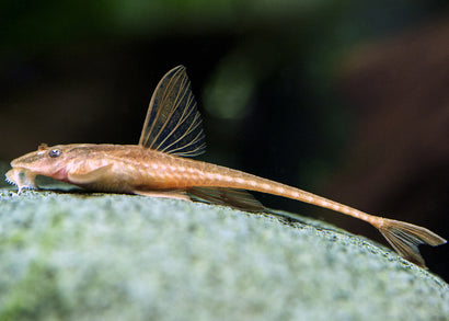 Coburg Aquarium | Red Lizard Whiptail Catfish | Shop live aquarium fish online