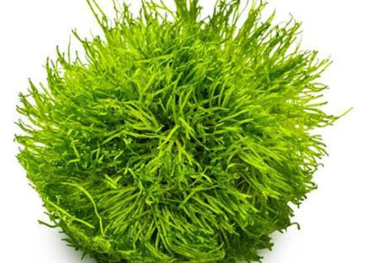Riccia fluitans live freshwater aquarium plant for aquascaping and carpeting