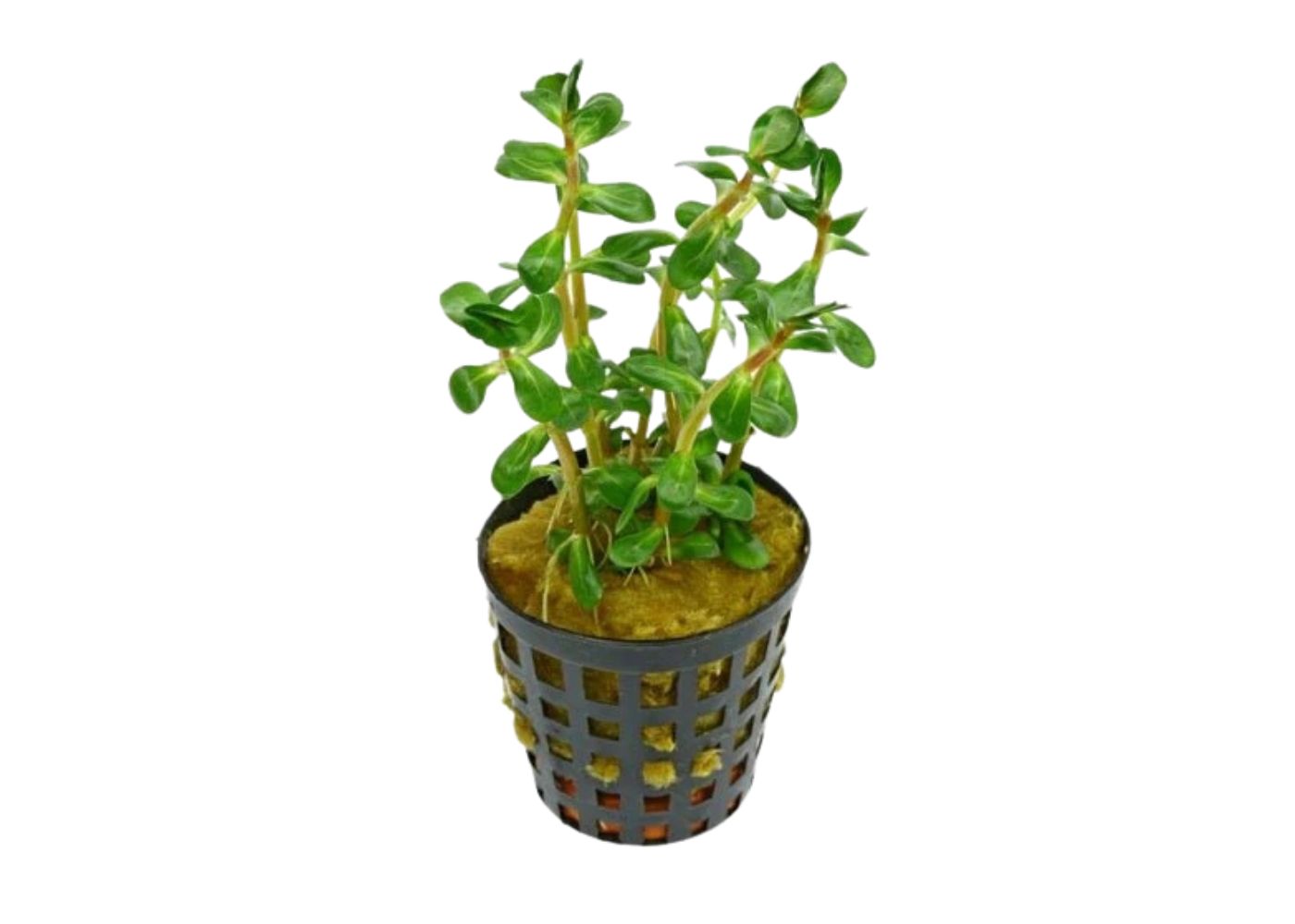 Rotala indica 'Bonsai' potted aquarium stem plant with small rounded green leaves