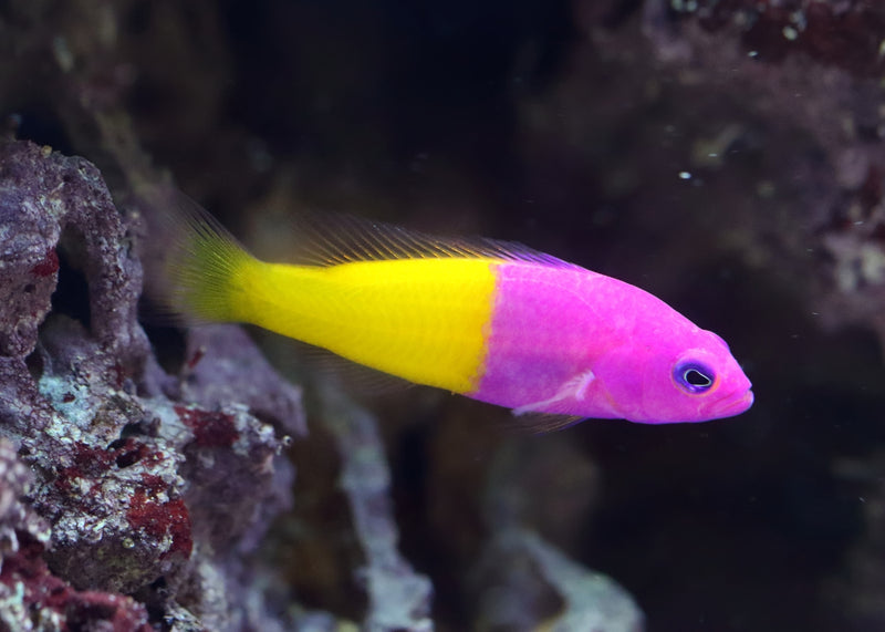 Dottyback Royal Coburg Aquarium