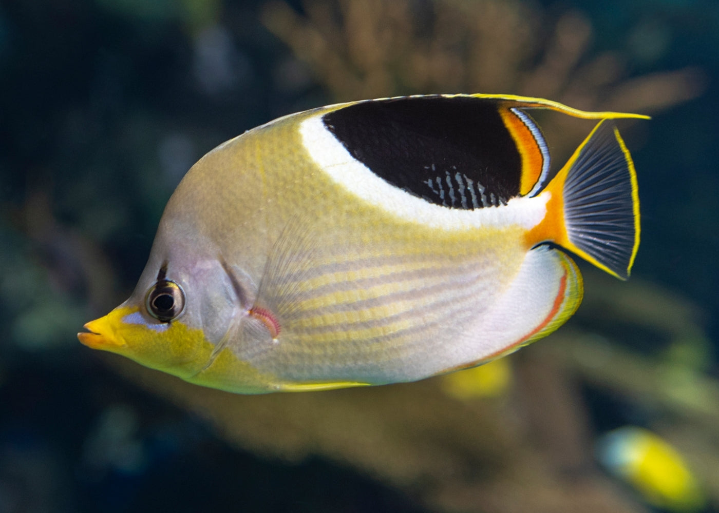 Siddle Fish Coburg Aquarium | Butterflyfish - Saddle Back