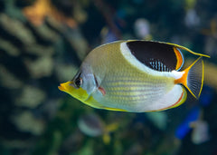 Saddleback Butterflyfish | Marine fish for sale online | Coburg Aquarium