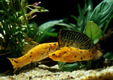 Molly Sailfin Male