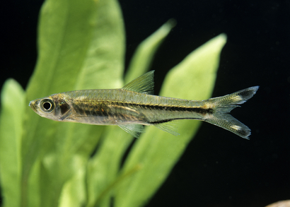Coburg Aquarium | Scissortail Rasbora | Live fish Online