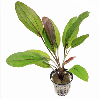 Echinodorus Lothario in Mesh Pot