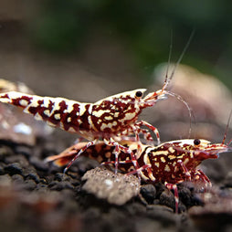 Shrimp - Red Galaxy