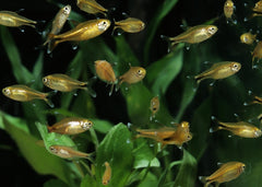 Coburg Aquarium | Silvertip Tetra | Shop live aquarium fish online