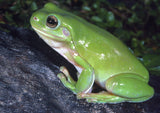 Green Tree Frog Adult