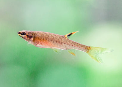 Coburg Aquarium | Splashing Tetra | Shop Live Aquarium Fish online