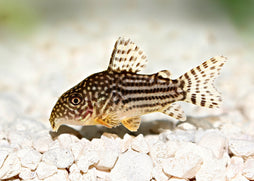 Coburg Aquarium | Sterbai corydoras | Live fish online