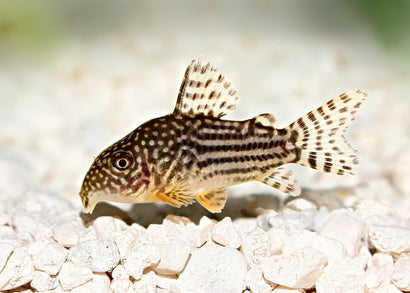 Coburg Aquarium | Sterbai corydoras | Live fish online