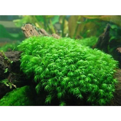 Moss - US Fissidens
