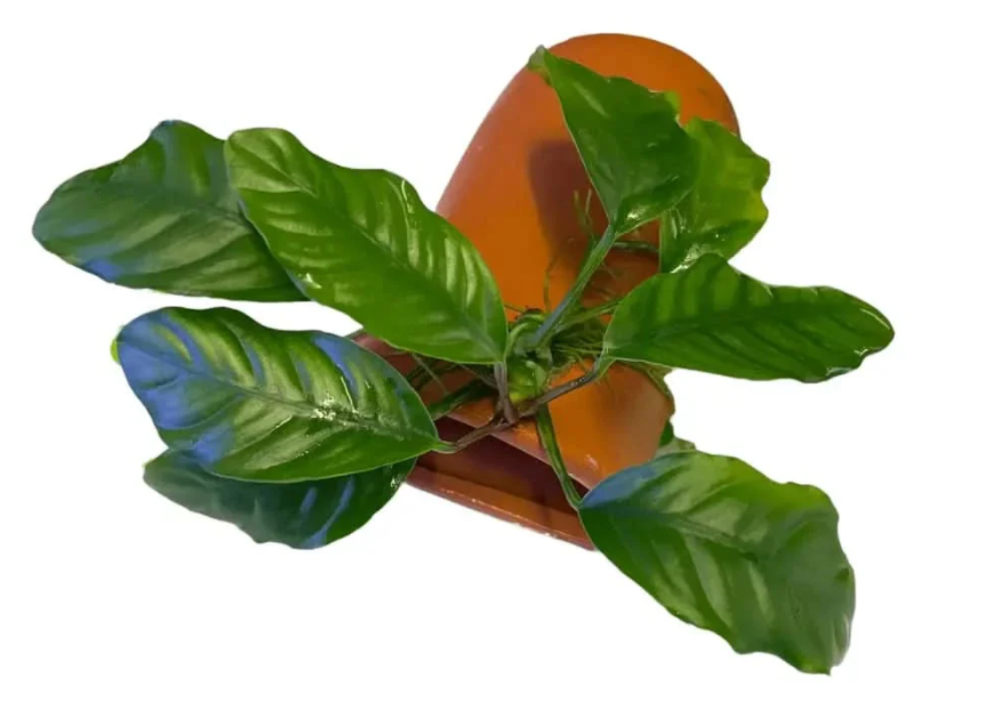 Terracotta breeding cave with live Anubias plant attached for freshwater aquariums