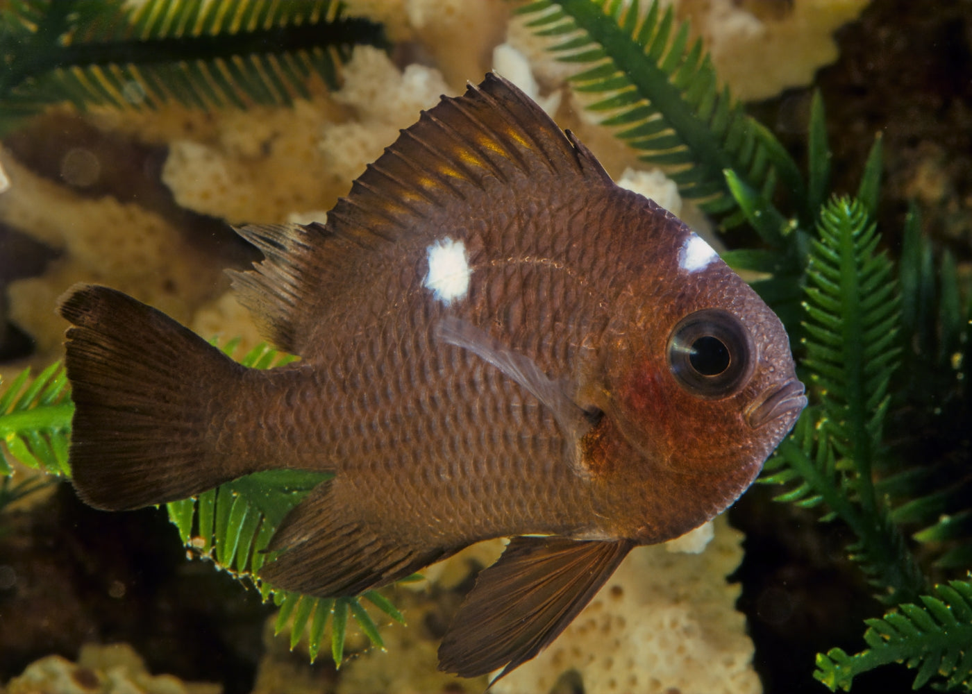 threespot dascyllus | Marine fish for sale online | Coburg aquarium
