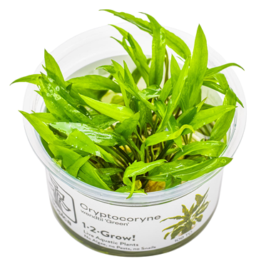 Cryptocoryne Wendtii Tropica tissue culture aquarium plant cup for freshwater planted tanks and aquascaping