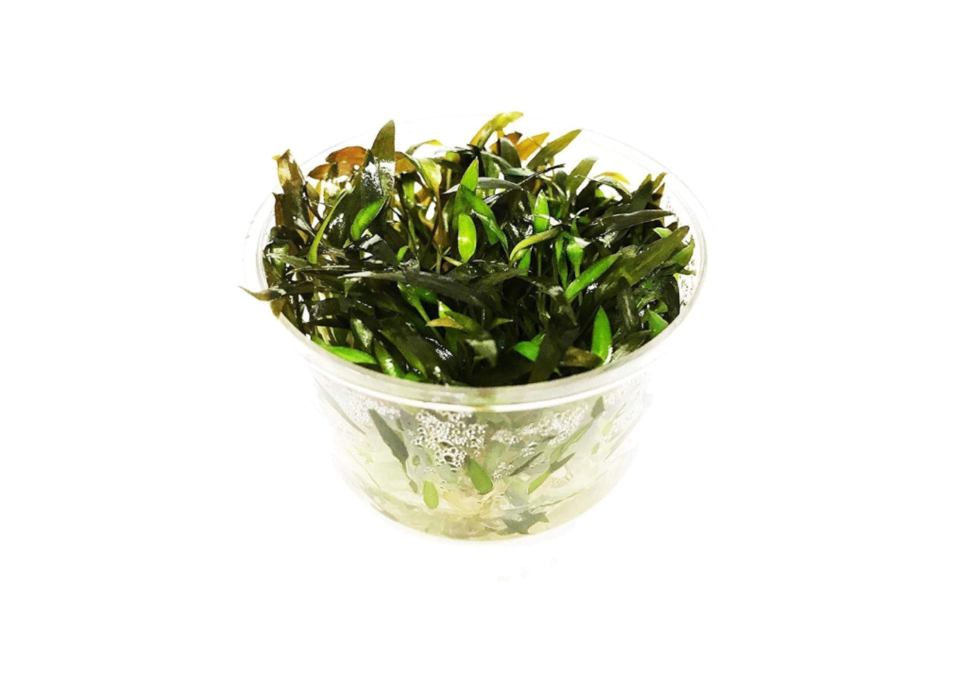 Tissue Culture Cup Cryptocoryne mioya – sterile pest-free freshwater aquarium plant for aquascaping shrimp tanks and planted aquariums