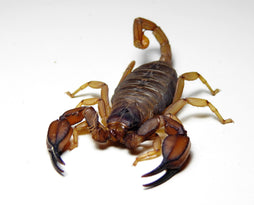 Scorpion - Flinders Rangers Large Adult