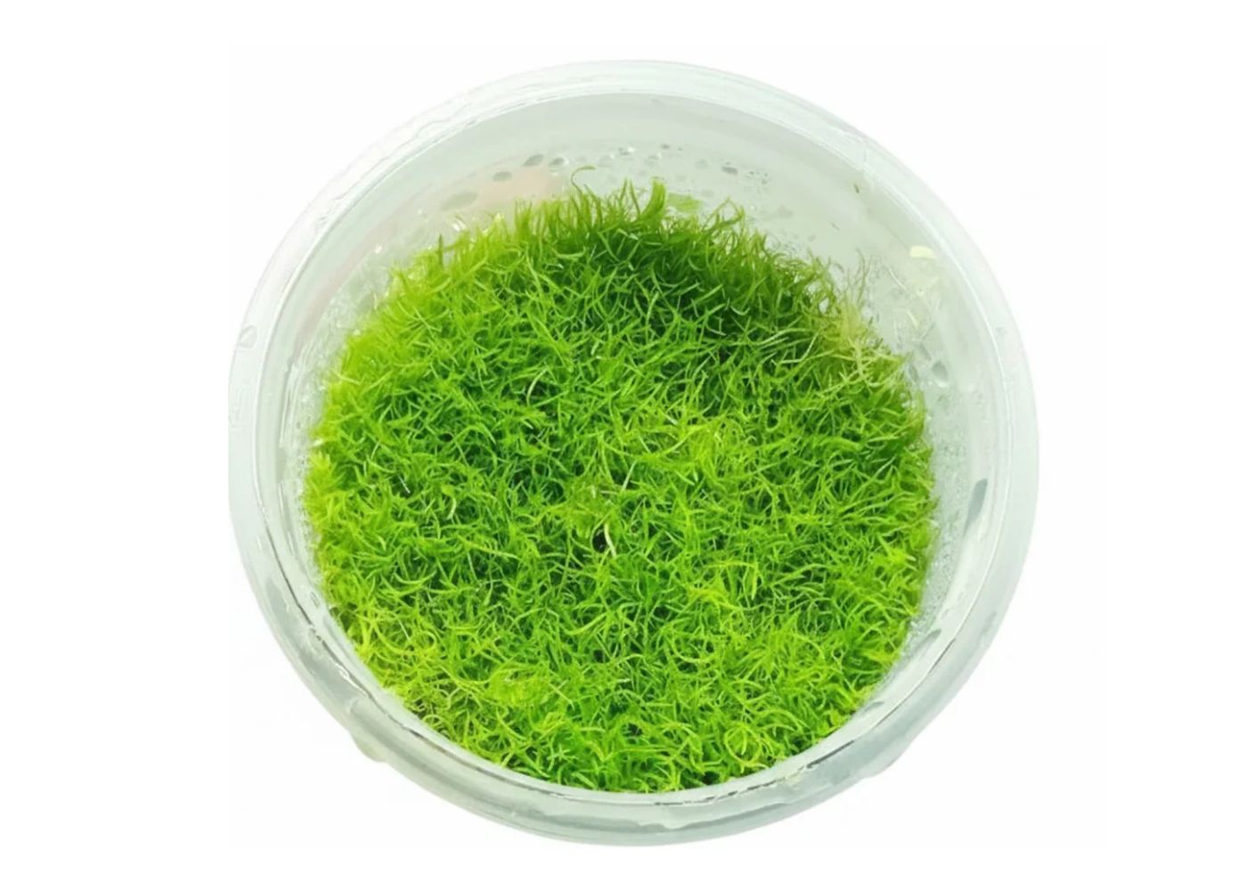 Utricularia graminifolia UG tissue culture carpeting aquarium plant with fine bright green leaves in a cup