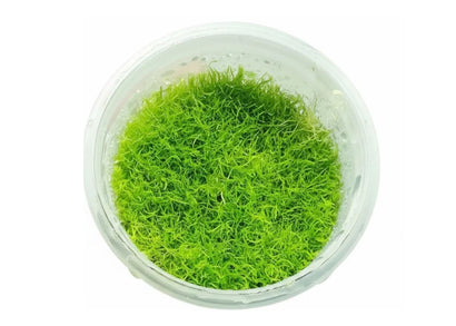 Utricularia graminifolia UG tissue culture carpeting aquarium plant with fine bright green leaves in a cup