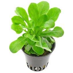 Water Rose Samolus floribundus live aquarium plant with bright green rosette leaves in a 5cm mesh pot