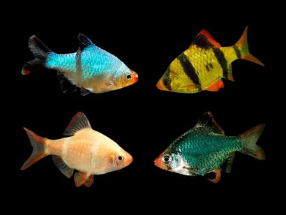 Coburg Aquarium | Assorted Tiger Barbs | Shop live aquarium fish online