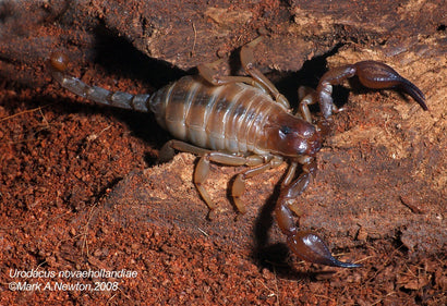Scorpion - Coastal Burrowing Large Adult