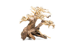Bonsai Wood