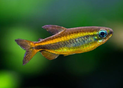 Brown Congo Tetra - Phenacogrammus aurantiacus - Special 4 for $380