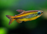 Brown Congo Tetra - Phenacogrammus aurantiacus - Special 4 for $380