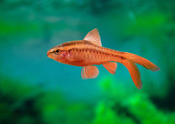 Coburg Aquarium | Longfin Cherry Barb | Shop live aquarium fish online
