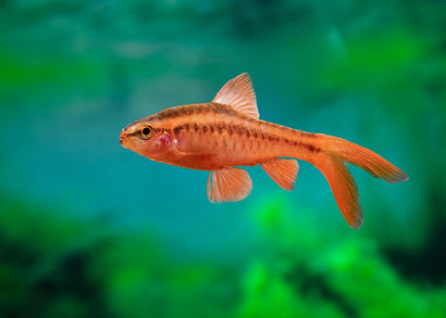 Coburg Aquarium | Longfin Cherry Barb | Shop live aquarium fish online 
