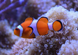 Clownfish - Ocellaris Orange Standard