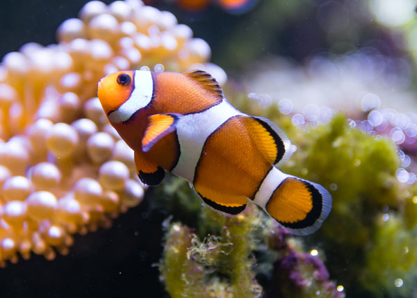 Coburg Aquarium | Clownfish - Ocellaris Orange Standard