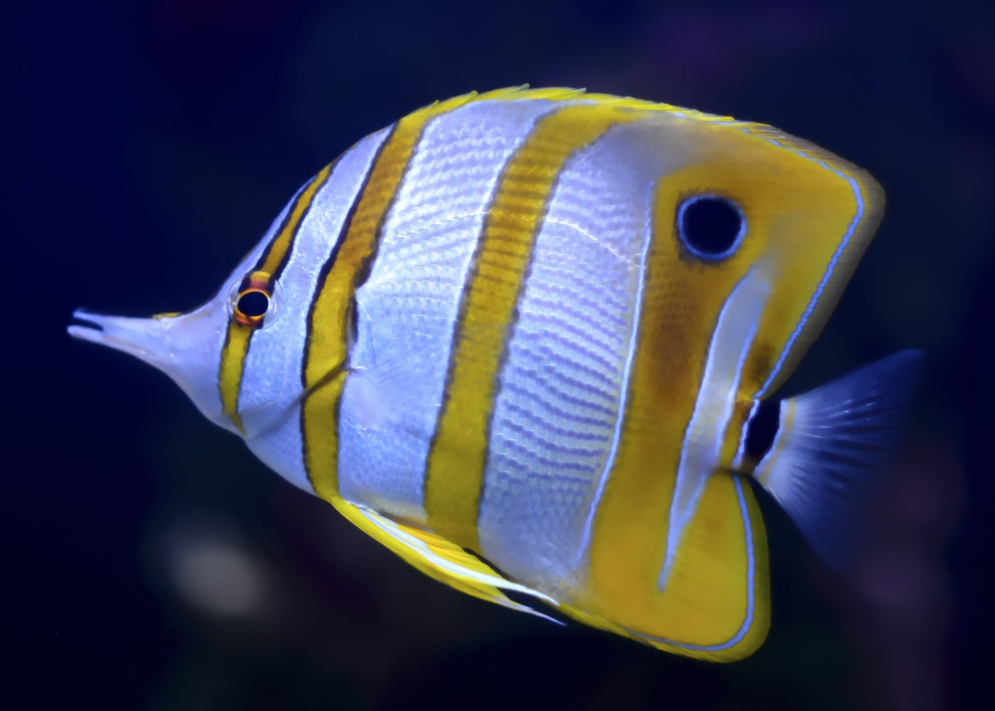 copperband butterflyfish | Marine fish for sale online | Coburg Aquarium