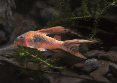 Corydoras Bronze- Longfin