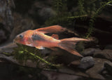 Corydoras Bronze- Longfin