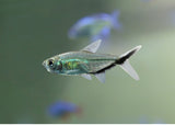 Costae Tetra - Black line - Special 6 for $33